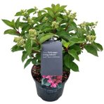 Hortenzia metlinatá (Hydrangea paniculata) ´LIVING INFINITY´® by LIVING CREATIONS® výška 20-30 cm, kont. C1,5L